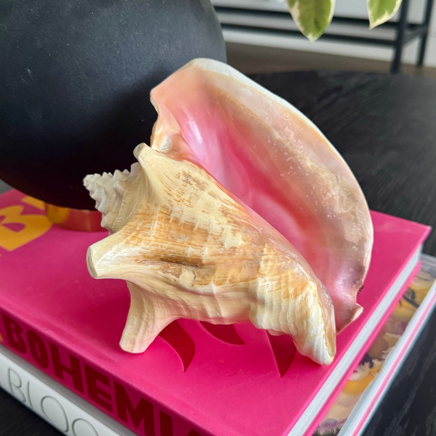 Natural Pink Decorative Shell