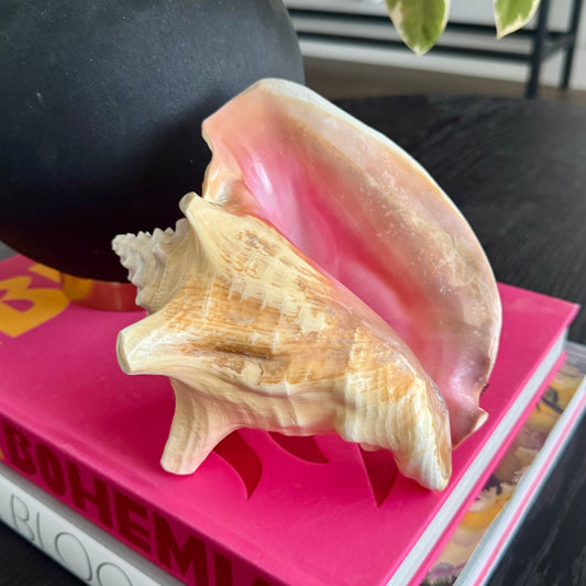 Natural Pink Decorative Shell