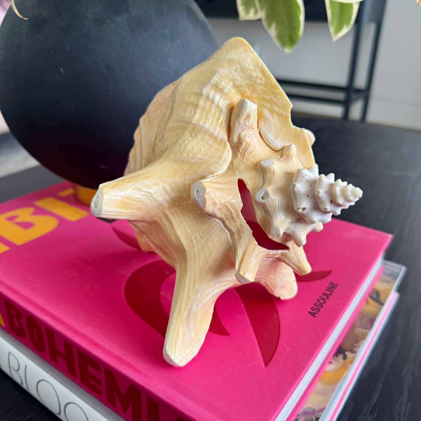Natural Pink Decorative Shell
