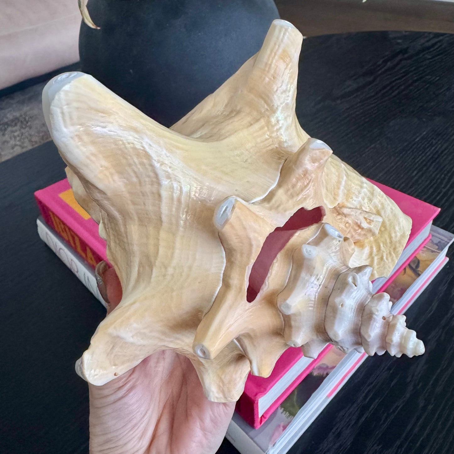 Natural Pink Decorative Shell
