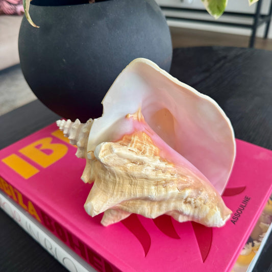 Natural Pink Decorative Shell