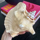 Natural Pink Decorative Shell