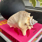 Natural Pink Decorative Shell